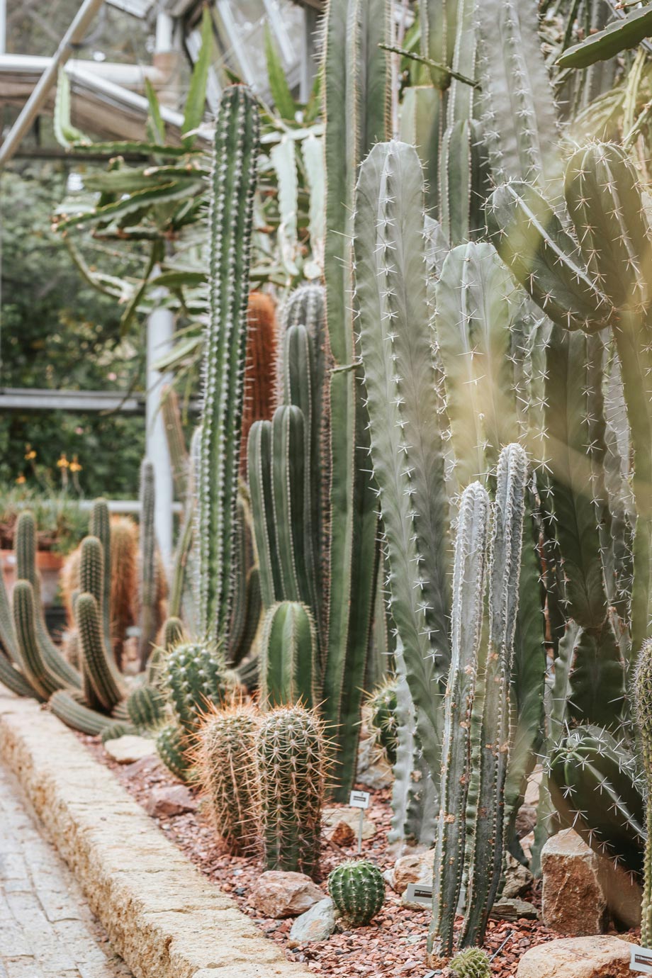 Variety of cacti in botanical garden.